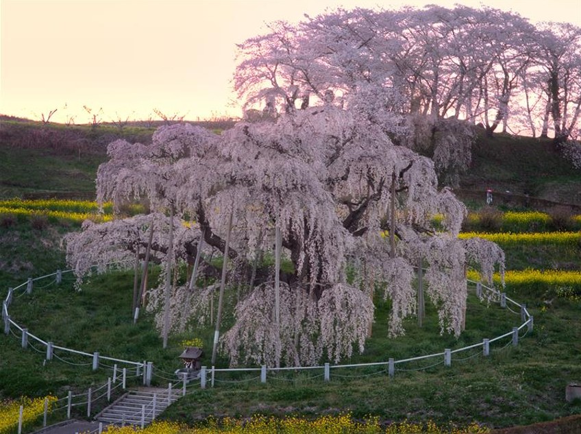 miharu_takizakura_202603