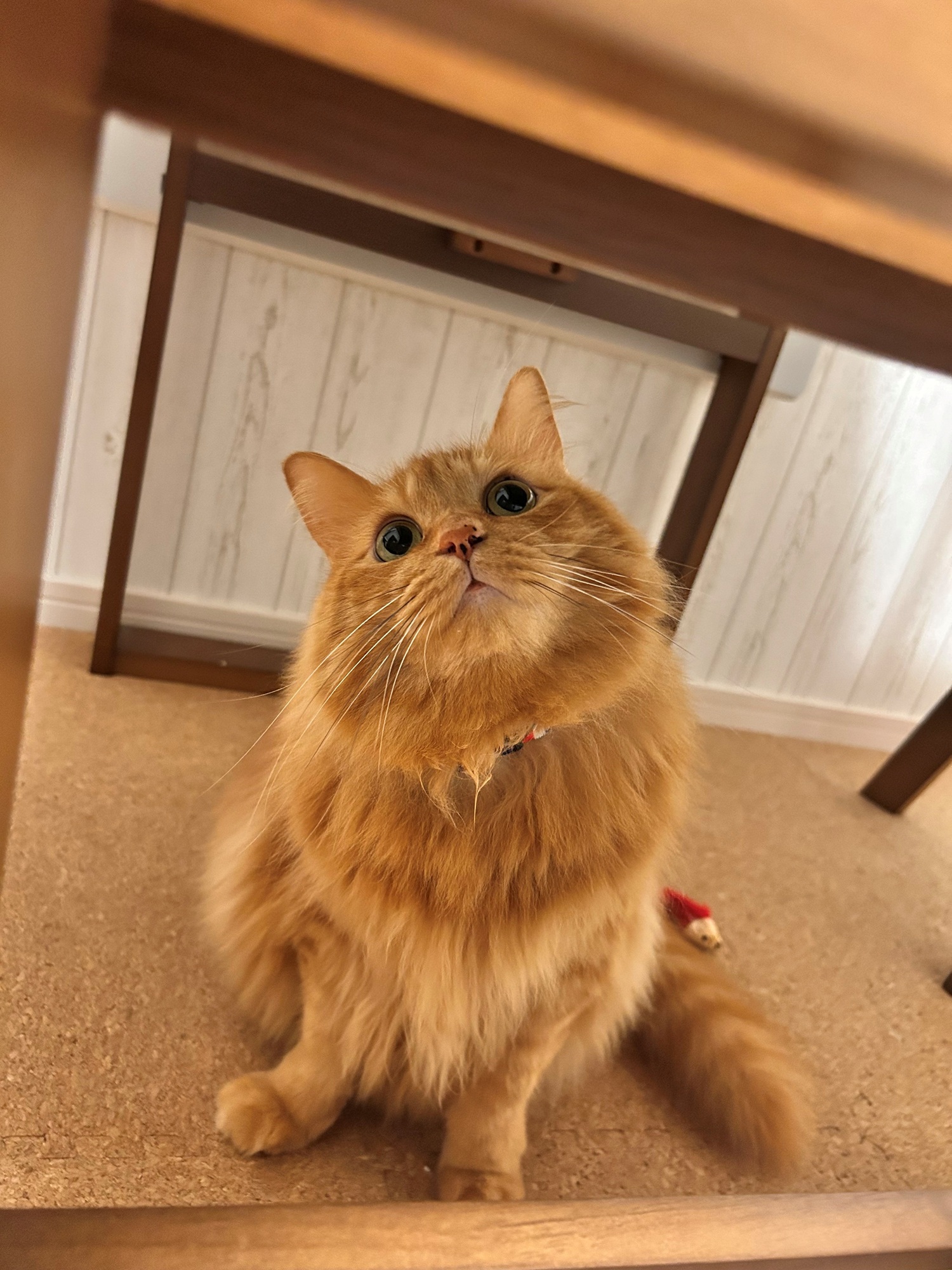 dtwr_member_interview_04_20260403_02